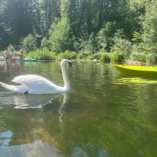 Spływy kajakowe Krutynia